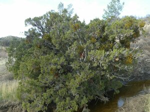 Juniperus californica flower